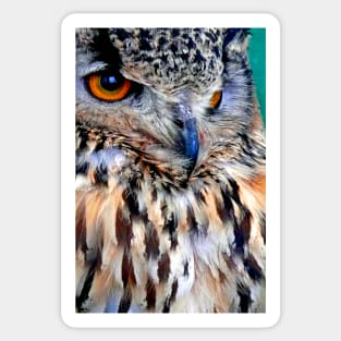 European Eagle Owl Bird of Prey Sticker